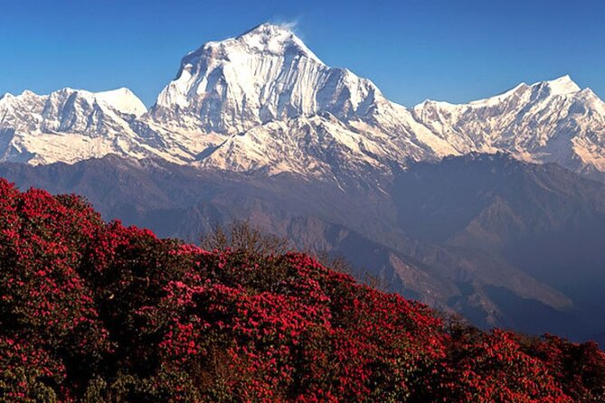 10 Days Private Guided Annapurna Basecamp Trek via Poon Hill - Private guiding in the Annapurna comfort zone (without the pressure)