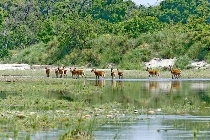 2 Night 3 Day Chitwan Jungle Safari Tour from Pokhara - Chitwan National Park jeep safari: how to get the most from day 2