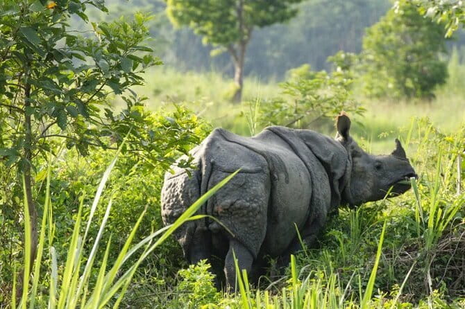 2 Night 3 Day Chitwan Jungle Safari Tour from Pokhara - Who this tour suits best (and who should think twice)