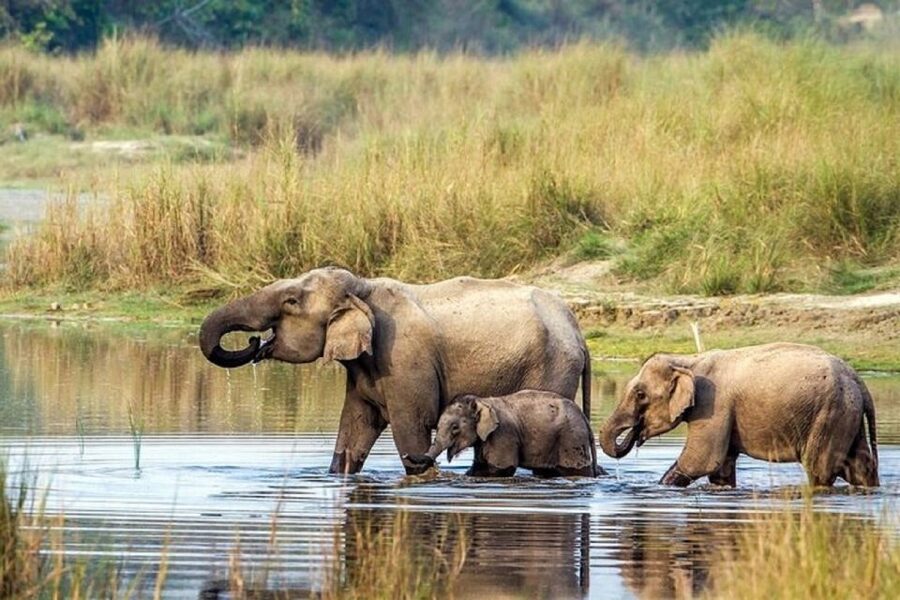 3-Day Chitwan Jungle Safari Adventure From Kathmandu/Pokhara - Quick highlights that make this trip worth your time