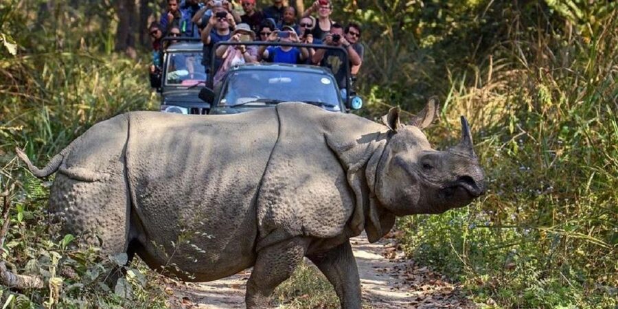 3-Day Chitwan Jungle Safari Adventure From Kathmandu/Pokhara - Guides, language support, and keeping things running on time