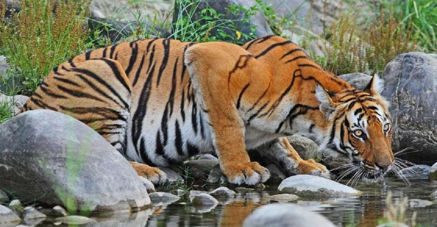 3-Day Chitwan Jungle Safari Adventure From Kathmandu/Pokhara - Day 1: From Kathmandu or Pokhara to Sauraha, plus Tharu culture by the river
