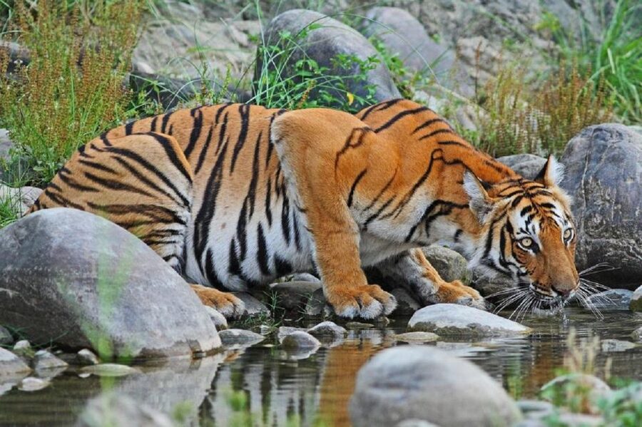 3-Day Chitwan Jungle Safari Adventure From Kathmandu/Pokhara - The Elephant Breeding Center and the crocodile breeding stop