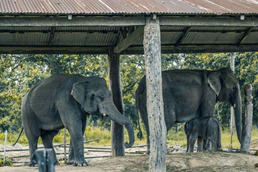 3-Day Chitwan Jungle Safari Adventure From Kathmandu/Pokhara - Elephant-back safari vs jeep safari: pick the right style for you