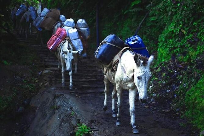 3 Days 2 Nights Poon Hill Trekking - Price reality check: is $228.47 good value?