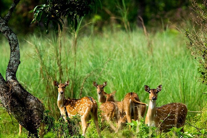 3 Days and 2 Nights Chitwan National Park Safari Tour in Pokhara - Key points before you go