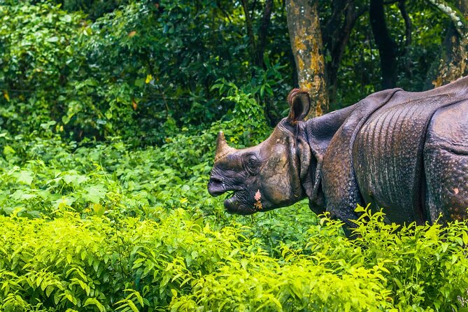 3 Days and 2 Nights Chitwan National Park Safari Tour in Pokhara - Pokhara to Chitwan: transfers that keep the days practical