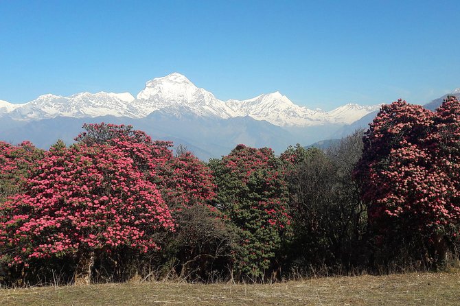 4-Day Private Poon Hill Trekking Tour - 5 Key Things I’d Plan Around Before You Go