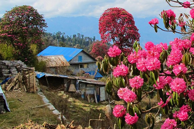 4-Day Private Poon Hill Trekking Tour - Day 2: Ghorepani’s Rhododendron Country and Waterfall Breaks
