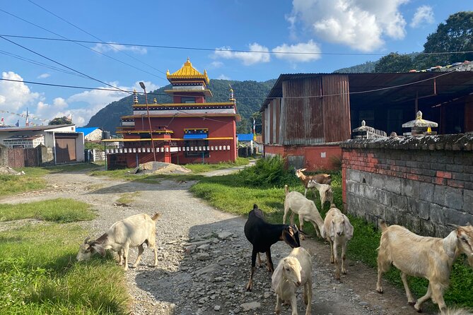 Afternoon Tibetan Cultural Tour to Tibetan Settlements Pokhara - Stop 2: Jangchub Choeling Monastery and Its Prayer-Time Instruments