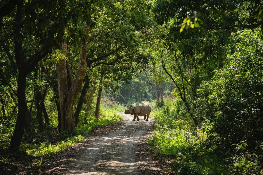 From Kathmandu/Pokhara: Private 3-Day Chitwan Safari Tour - Key Things I’d Prioritize on This Chitwan Safari