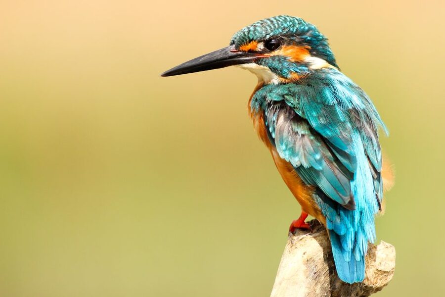 From Kathmandu/Pokhara: Private 3-Day Chitwan Safari Tour - Day 3: Nature Walk and the Smaller Details You’d Miss Alone