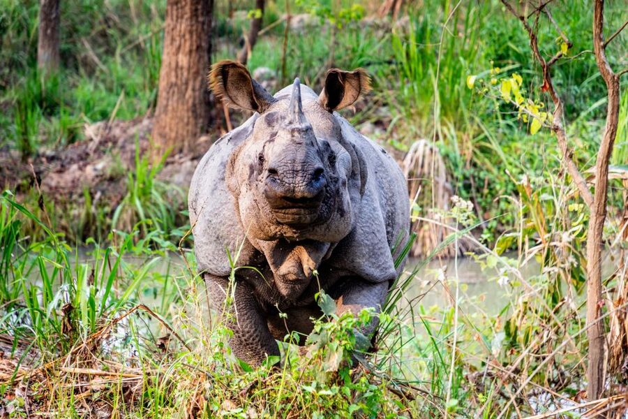 From Kathmandu/Pokhara: Private 3-Day Chitwan Safari Tour - What to Pack and How to Make Wildlife Time Easier