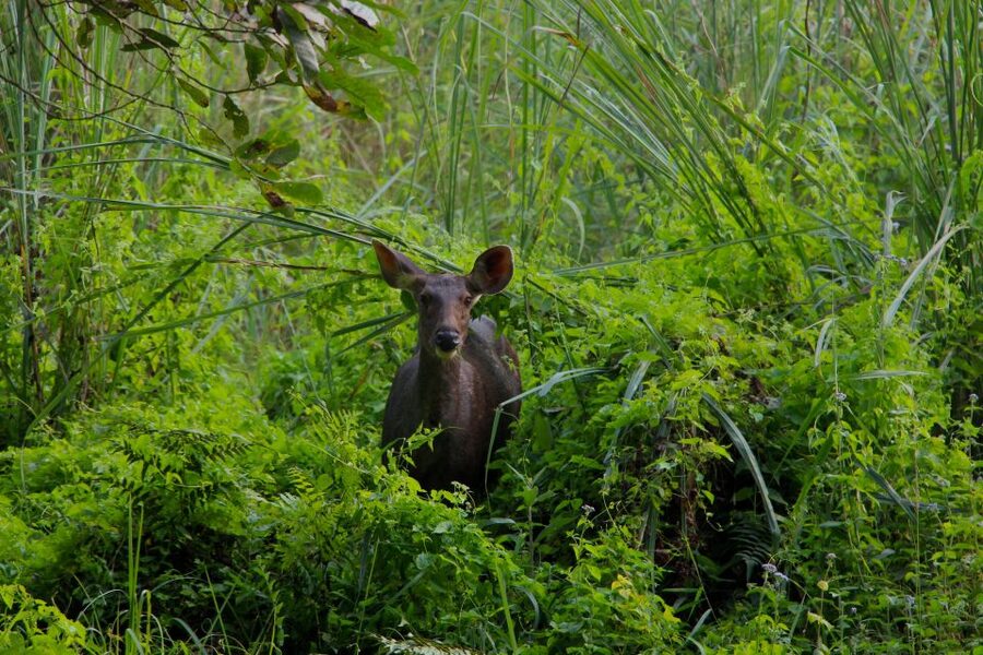 From Kathmandu/Pokhara: Private 3-Day Chitwan Safari Tour - Should You Book This Chitwan Private Safari?