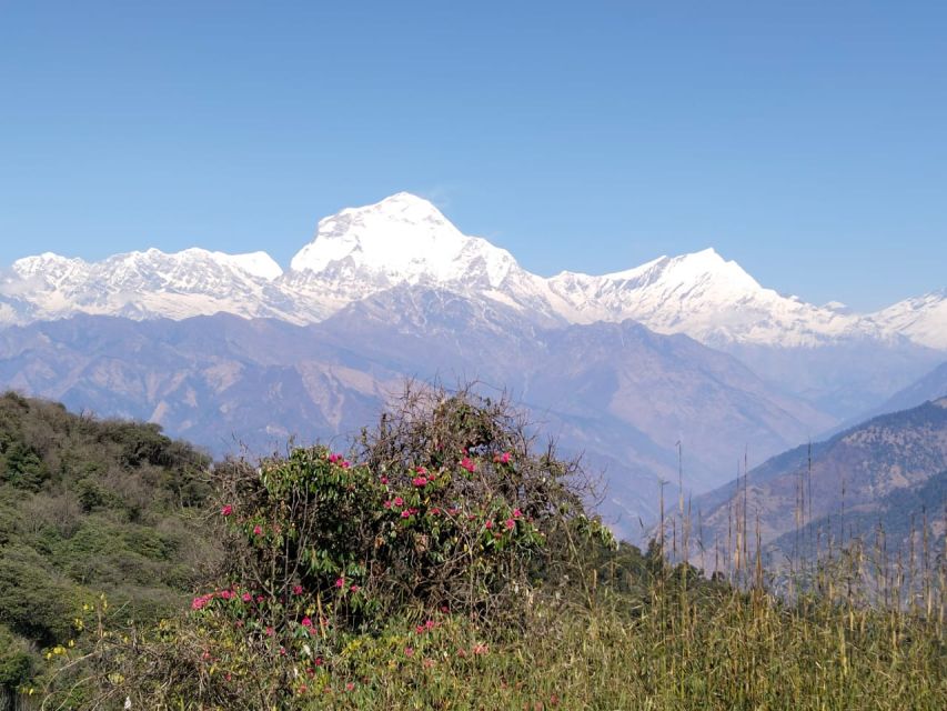 From Pokhara: 10-Day Poon Hill and Annapurna Base Camp Trek - Day 3: Poon Hill (3,210m) sunrise and the best kind of tired