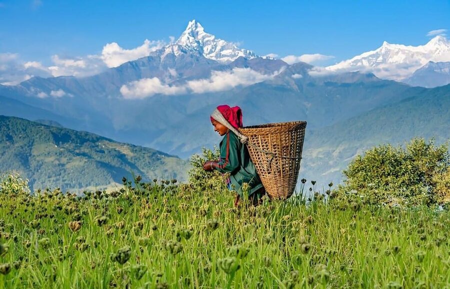 From Pokhara: 3-Day Ghorepani Poonhill Short Trek - Day 3: the Poon Hill dawn hike and the views you came for