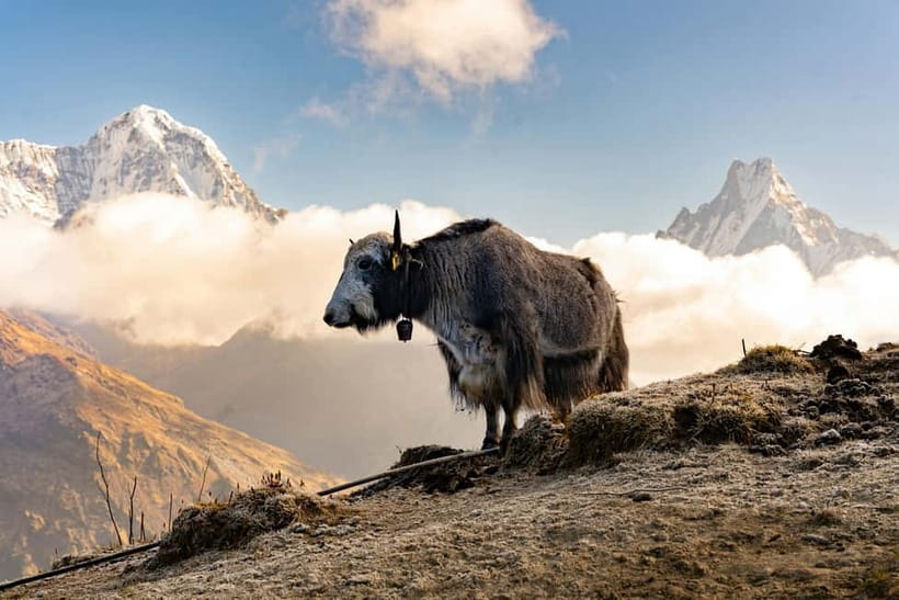 From Pokhara: 4-Day Mardi Himal Base Camp Trek - Tea houses, meals, and cold nights: Keep it simple, pack smart