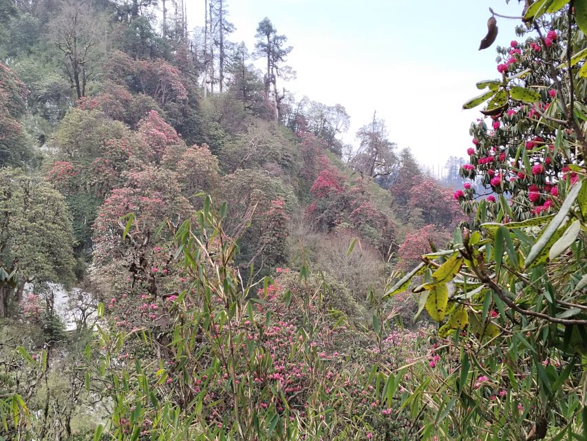 From Pokhara: Budget 2 Night 3 days Poon hill trek - Day 2: Tadapani to Ghorepani and the Deurali Pass rhythm
