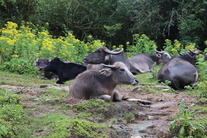 Mardi Himal Base Camp Trek (5 Days) - Day 5: Back to Pokhara, Catching the Ride from Sidhing (8 Hours)