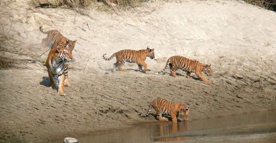 Pokhara: 1 Night 2 Day Chitwan Safari Tour - Day 1 safari trio: jeep, guided walk, and sunset tour