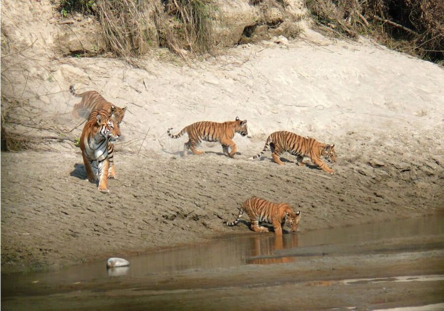 Pokhara: 1 Night 2 Day Chitwan Safari Tour - Your lodge stay inside the park area: comfort, peace, and a couple of real notes