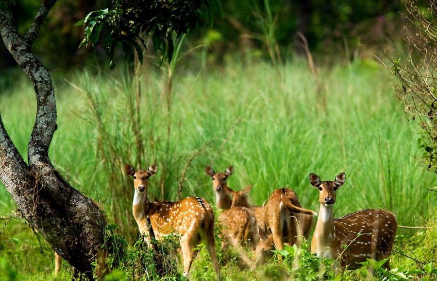 Pokhara: 1 Night 2 Day Chitwan Safari Tour - What this tour is best for (and who should look elsewhere)