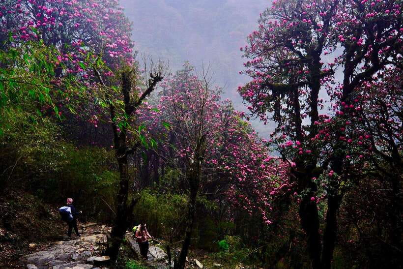 Pokhara: 4-Day Poon Hill and Ghandruk Guided Trek - Who should book this trek?