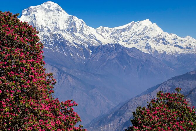 Pokhara: 4 Days Poon Hill and Ghandruk Trek - Price and value: is $350 a good deal for this route?