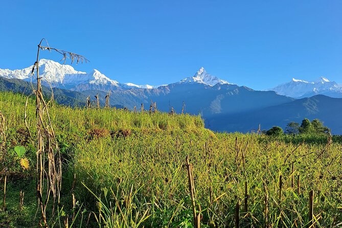 Pokhara: Easy Day Hike to Australian Camp & Dhampus Village - Descending to Phedi: quick legs, sore knees