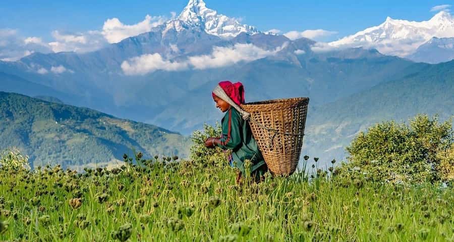 Pokhara: Guided Day Hike From Dampus To Australian Base Camp - The Trail: Rhododendron Forests, Terraces, and Steady Easy Climbing