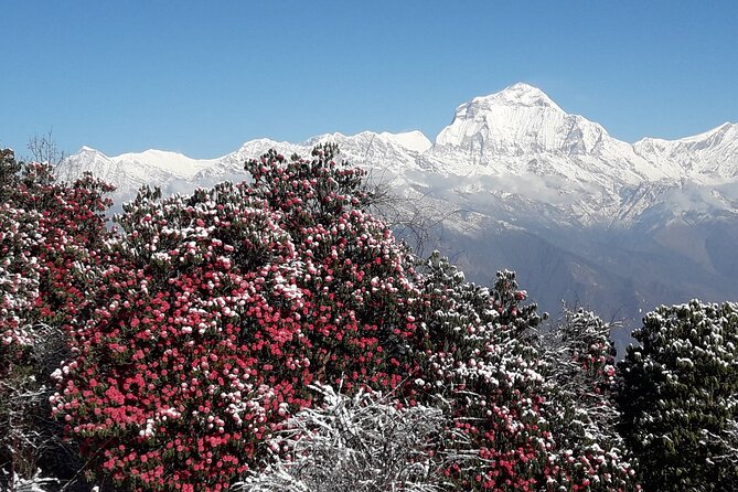 Pokhara: Poon Hill Ghorepani Short Trek - Transfers and Timing: How the Jeep Rides Affect Your Day