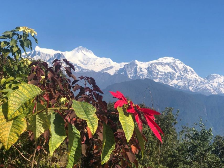 Pokhara: Sunrise Tour to Sarangkot - Tea or coffee at a small tea house: a calm reset before the descent