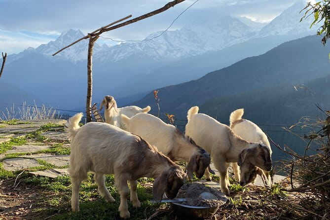 Private Tour Local Culture and The View of Mohare Danda - Key highlights worth waking up for