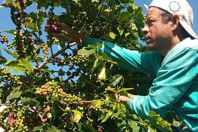 Sarangkot Village Coffee Culture and Authentic Local Life Tour - Honey, Beehives, Vegetable Gardens, and Coffee Plants